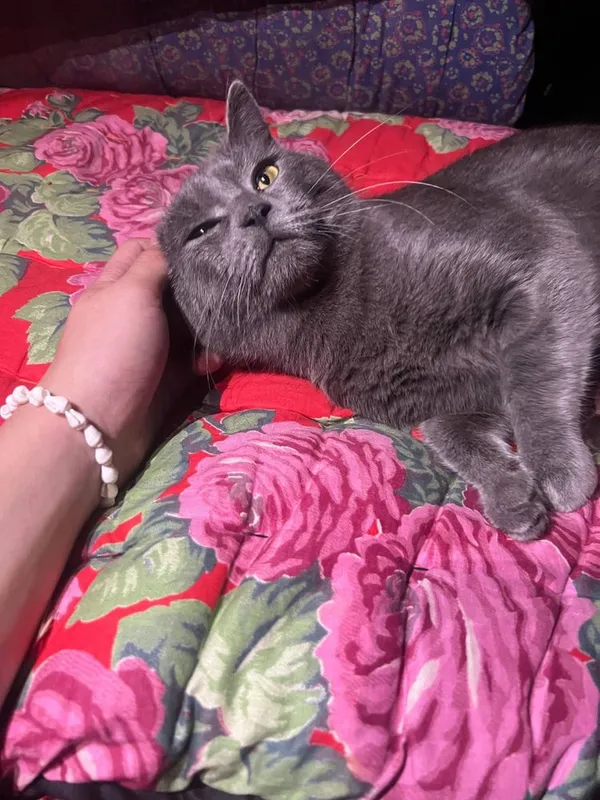 Кот пародистый британский в хорошие руки