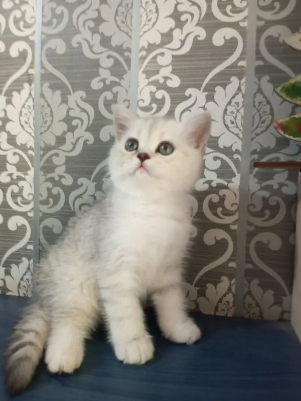 Britan chinchilla mushukchalari 5