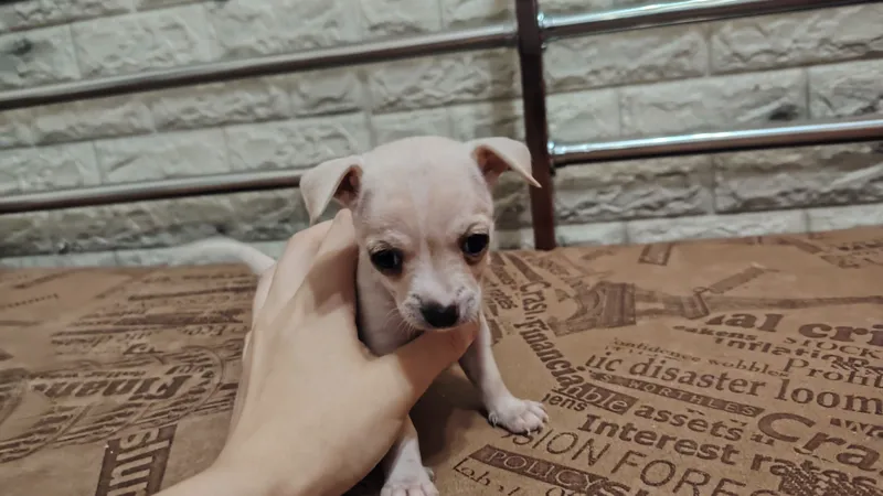 Chihuahua kuchukchalari 3