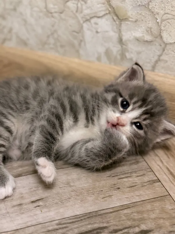 котенок-мальчик в добрые руки 2