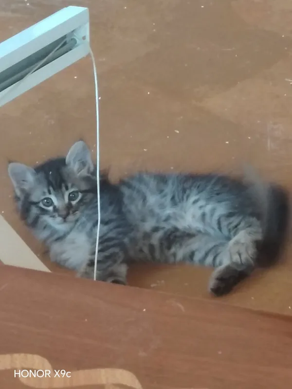 Mushuklar bor 1 ta onasi 5 ta bolasi 4 Mushuklar bor 1 ta onasi 5 ta bolasi 4