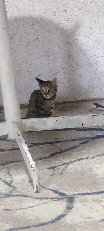Кошка девочка отдом 2 Кошка девочка отдом 2