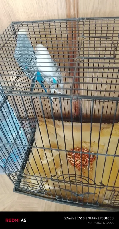 ручной попугай 2 шт. 5 ручной попугай 2 шт. 5