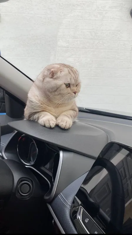 1 ёш скотиш фолд — фото 1