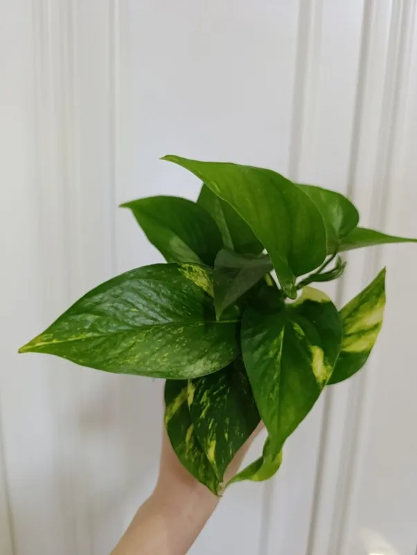Epipremnumlar sotiladi 3 Epipremnumlar sotiladi 3
