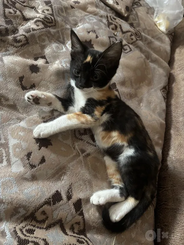 Котёнок в хорошую семью 2 Котёнок в хорошую семью 2