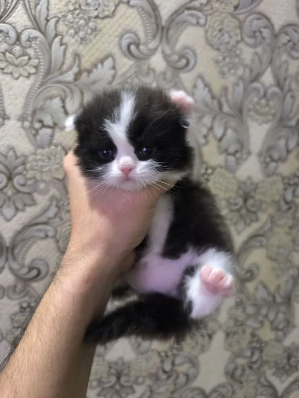 Вислоухие котята — фото 3