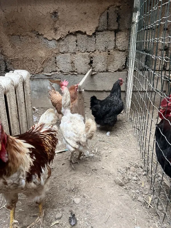 Horoz Tovugʻ Kuri 3