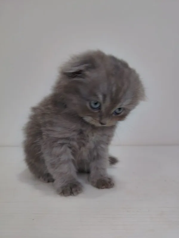 Продаются котята