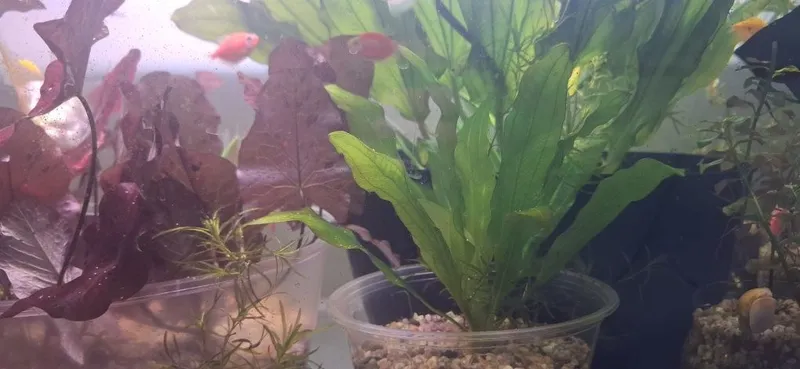 Аквариумные растение,akvarium usimliklari. — фото 1
