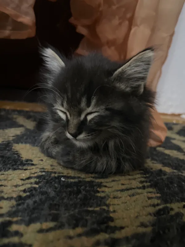 Котёнок