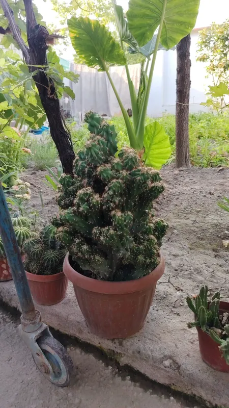 Kaktus 3 Kaktus 3