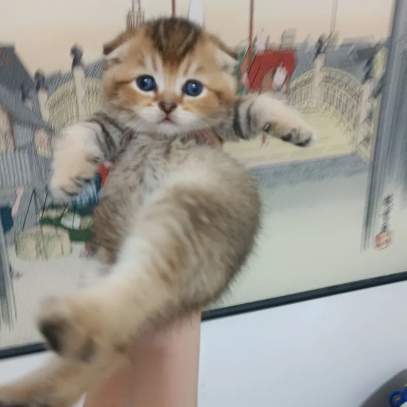 Scottish Fold mushukchasi sotiladi, o‘g‘il bola 3