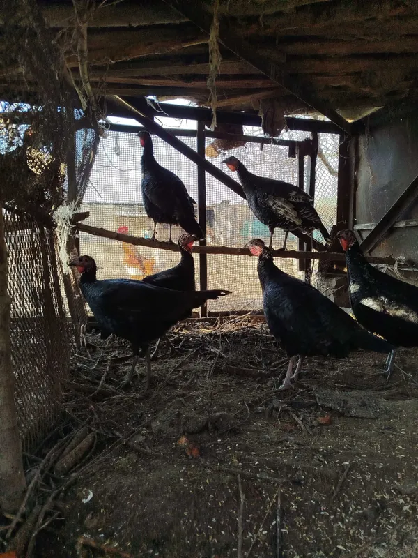 Kurka(Induk) makiyon va tovuq xoʻrozlari sotiladi