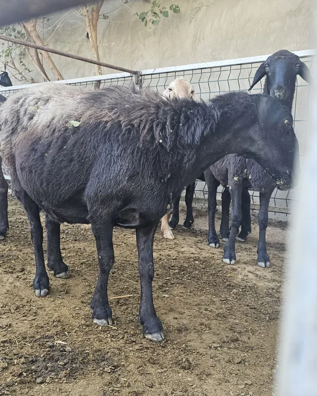 Эгзак Она бола куй 2 Эгзак Она бола куй 2