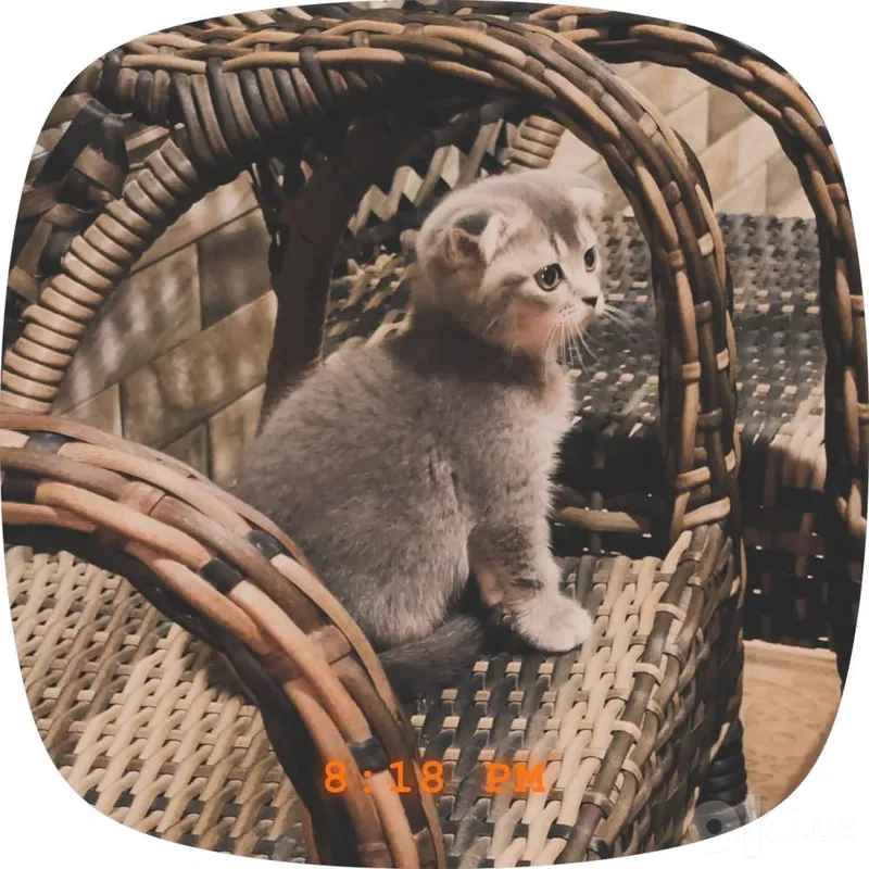 Милая кошка скотщ фолд 4 Милая кошка скотщ фолд 4