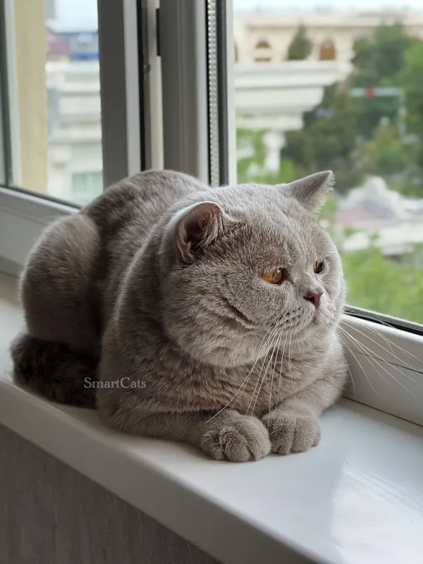 Juftlash! British shorthair 1 Juftlash! British shorthair 1