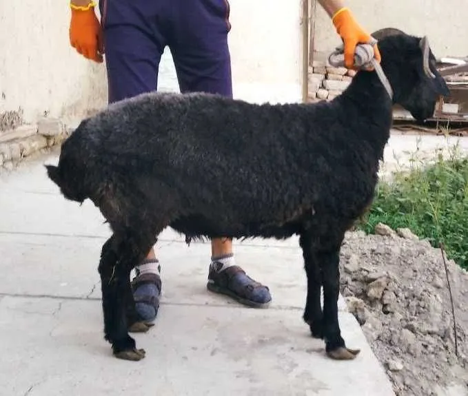 Shoxli arabi qo`y va bolasi sotiladi — фото 1