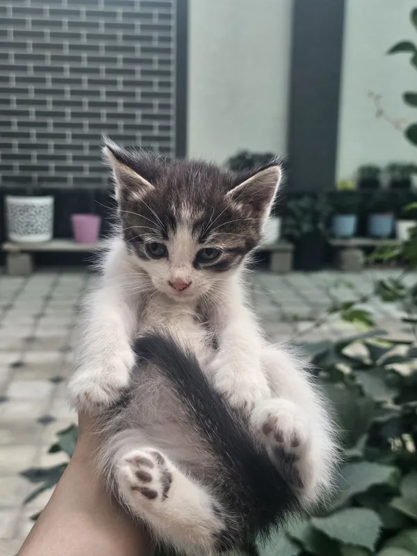Mushuk bolachasi xadiyaga beriladi