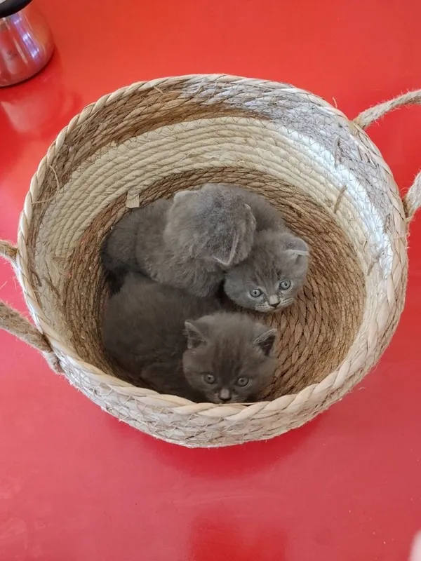 Котята очень игривые 1,5 месяца. Приучены к горшку и едят домашнюю еду — фото 3