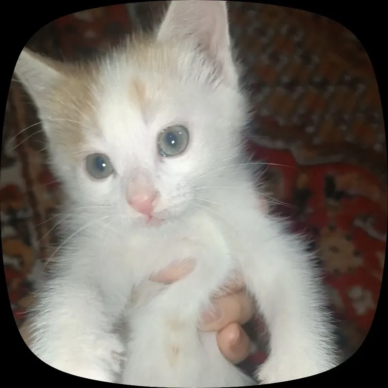 kichkina mushukcha 2 kichkina mushukcha 2