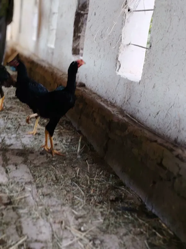 Xoroz sotiladi kulangi toza zot 5oylik — фото 3