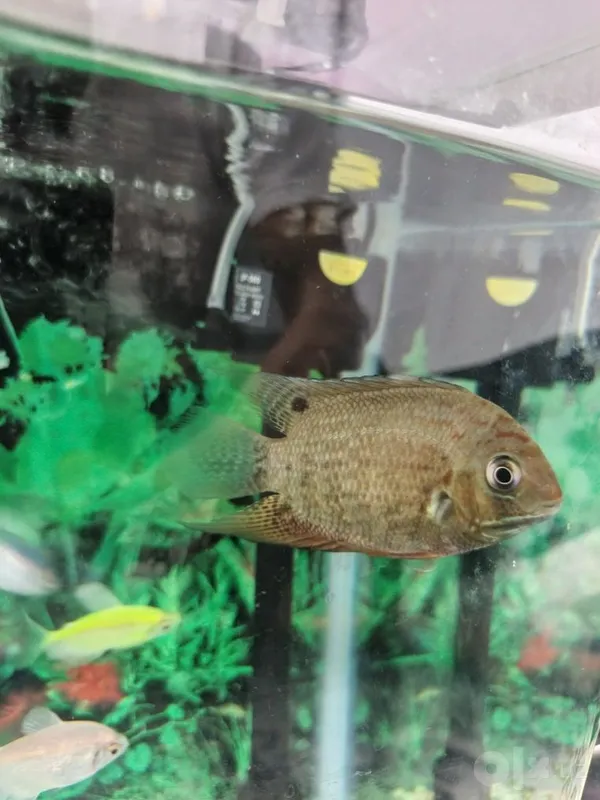 Severum baliq sotiladi 3 Severum baliq sotiladi 3