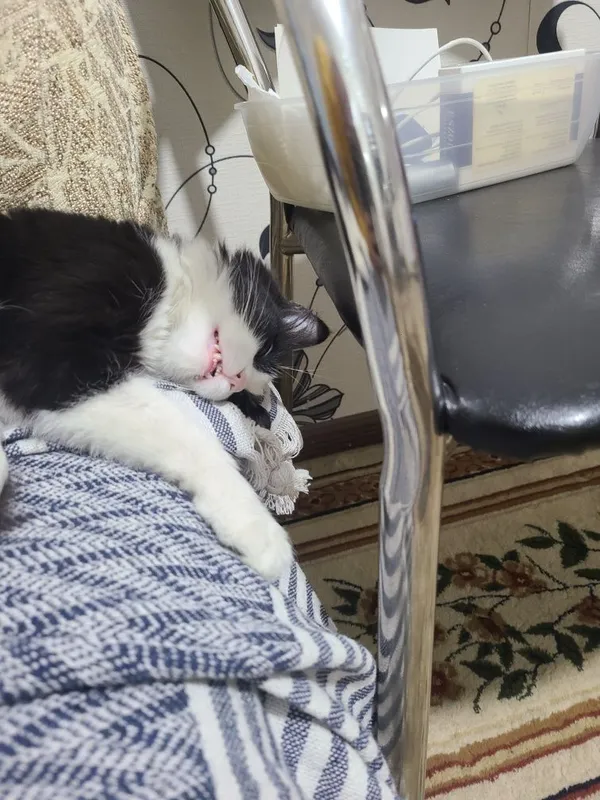 Котенок, в добрые руки, 4 месяца — фото 4 Котенок, в добрые руки, 4 месяца — фото 4