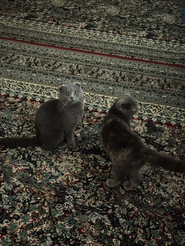 Shotland vislouh mushuklar (juftlik, sog‘lom va uyda boqilgan) — фото 3