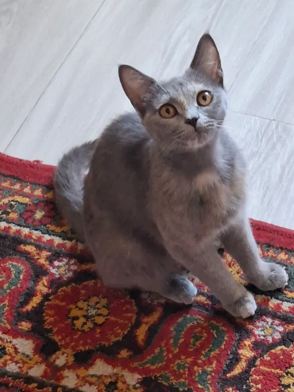 parodali mushuk