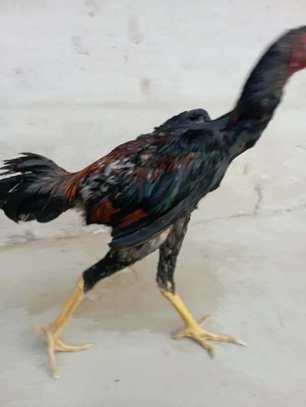 dakan sotiladi zor 5