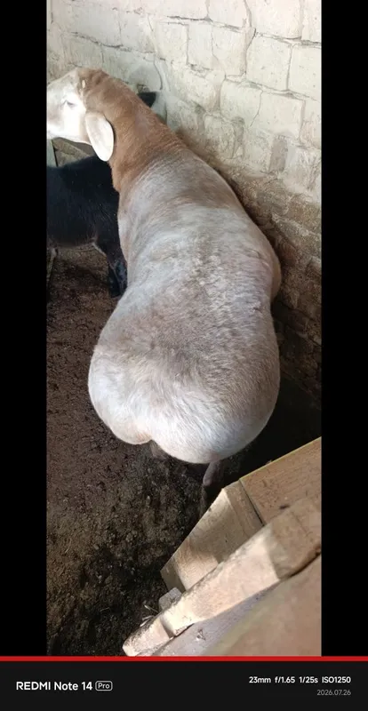 Кучкор сотилади зотка 2
