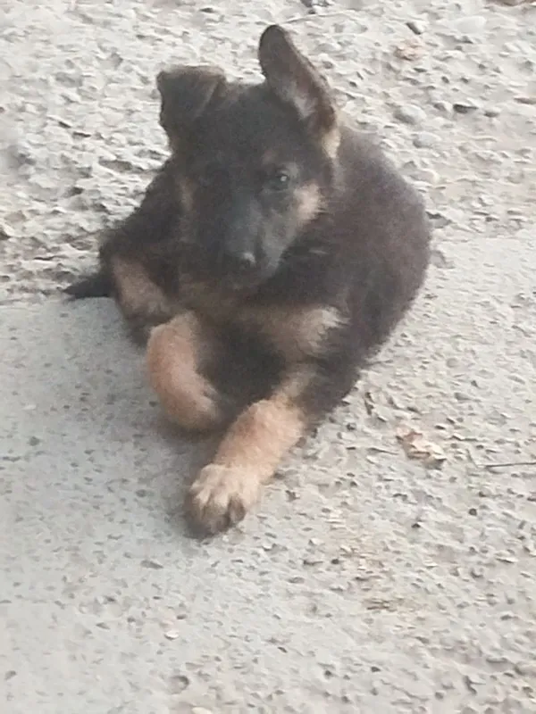 Nemis ovcharka bolasi sotiladi Nemis ovcharka bolasi sotiladi