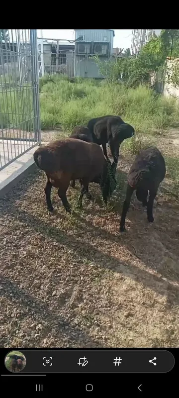 Кучкар 4 та эркак