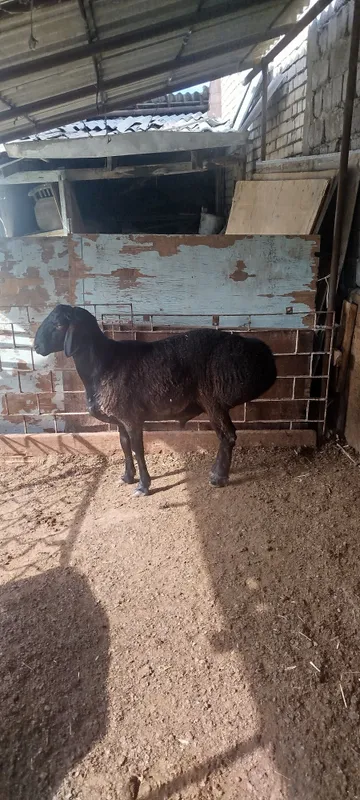 Qochqorla qurbonlik uchun 50 kg
