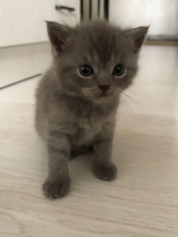 Продажа котят (Британский Шиншила) — фото 3
