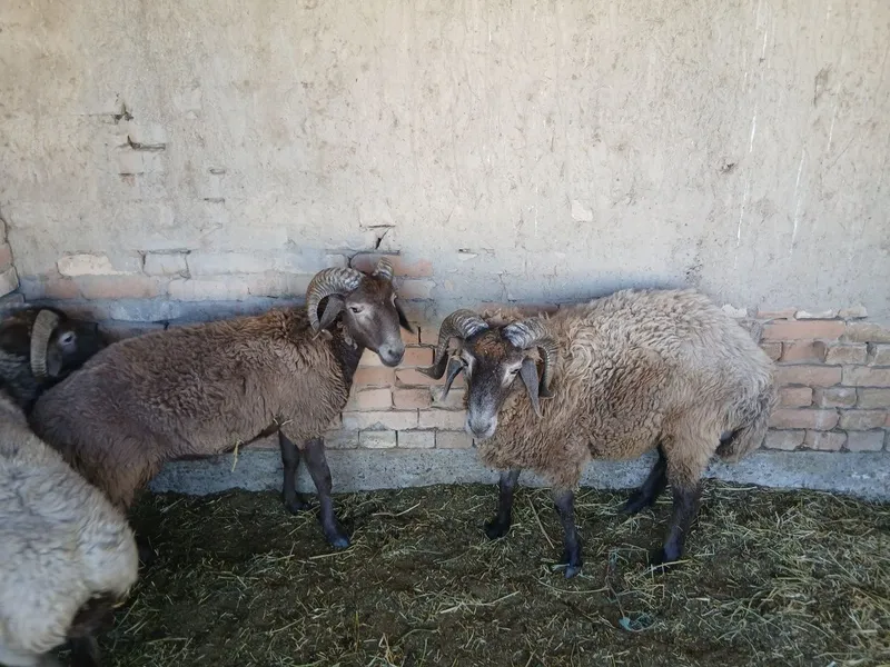 3ta semiz arabi qo'chqorlar sotiladi 3