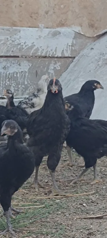 "Qora shaxzoda" joʻjalari,arzon narxda 2-3 oylik 8 "Qora shaxzoda" joʻjalari,arzon narxda 2-3 oylik 8