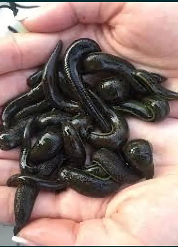 Tibbiy Zuliklar 1