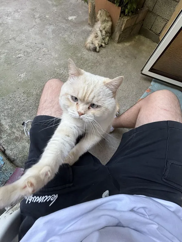 Шотладские кошки страйт 5 Шотладские кошки страйт 5