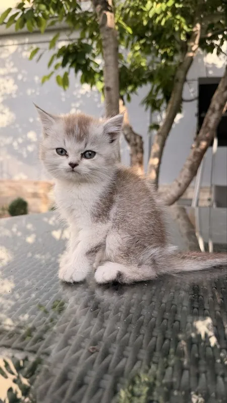 Котята от британской и шотландской вислоухой — фото 2