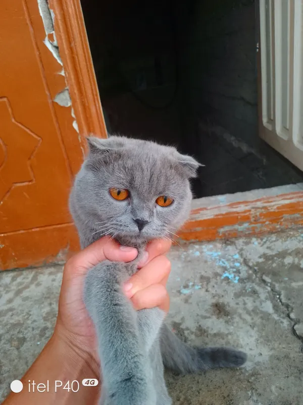 Кошка 2