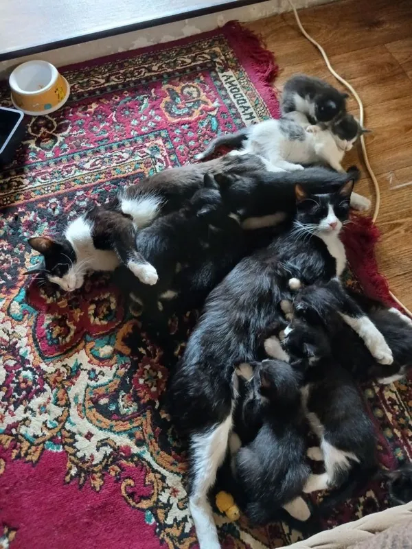 Котята, в добрые руки бесплатно 4 Котята, в добрые руки бесплатно 4