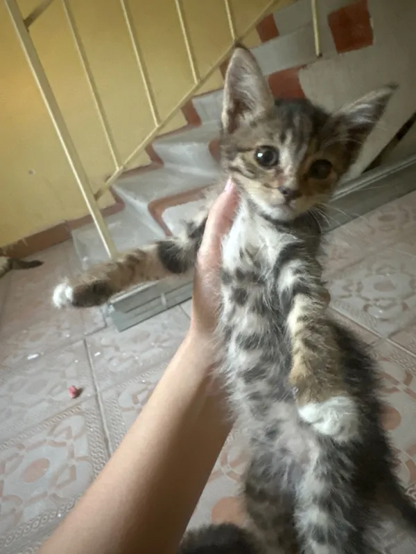 Отдам котят даром 1 Отдам котят даром 1