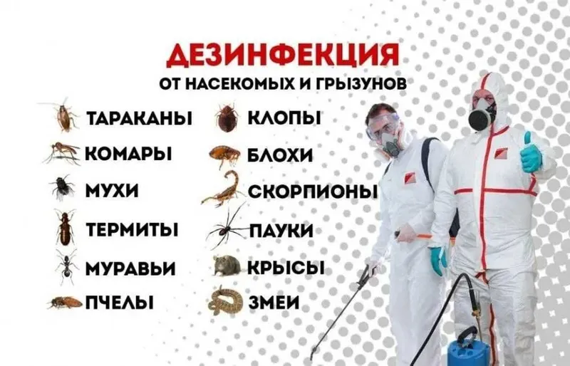 Dezinfeksiya klapa, tarakan | dizinfeksiya dizenfeksiya dezenfeksiya