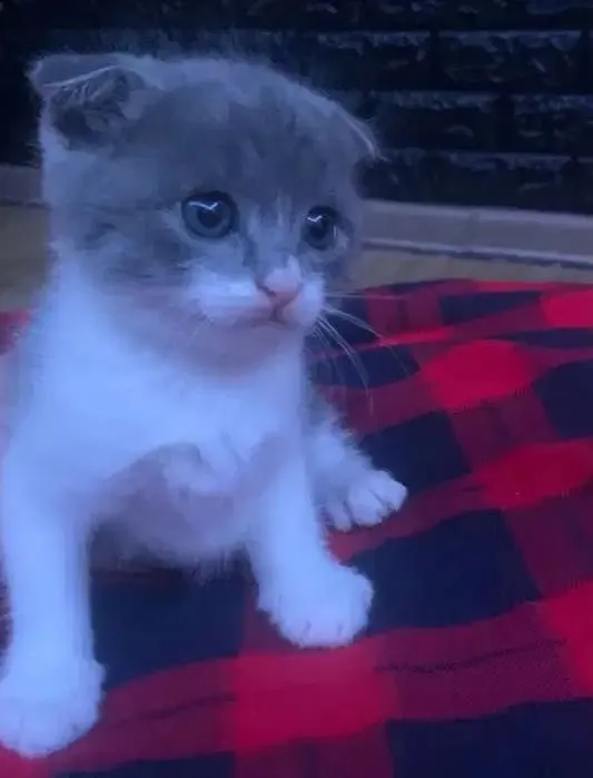 породистые котята 3 породистые котята 3