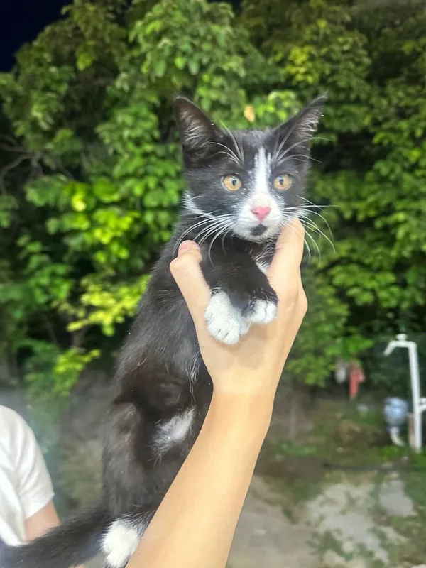 Котята в добрые и заботливые руки — фото 1