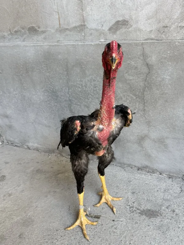Dakan xoroz 9 oylik urushmagan 3kilo
