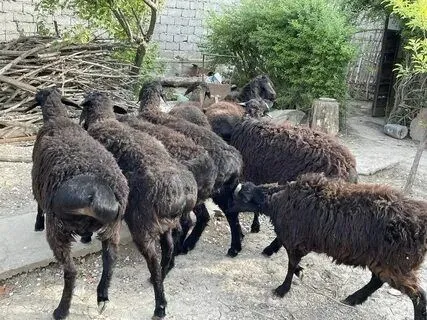 Qurbonlikka katta kichik qo'ylar bor.