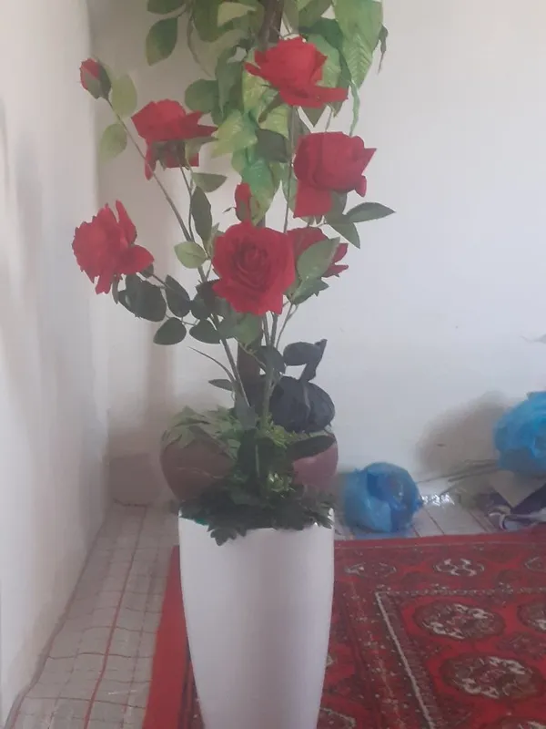 Гуллар 0,80 см баландлиги